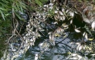 В Коростене закрыли завод, выбросы которого привели к мору рыбы в реке Уж