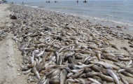Мор рыбы на Азовском море