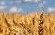 Итоги аграрного рынка Украины за 2013 год – в лидерах Syngenta