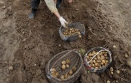 Украина готовится к картофельному "рекорду"