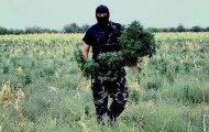 Добавку к пенсии украинцы получают благодаря выращиванию конопли