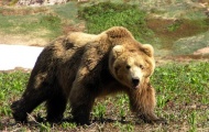 В Украине открыли реабилитационный центр для медведей