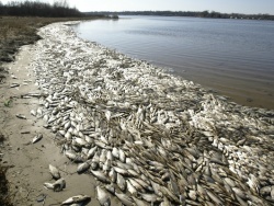 В реку Уж произошел выброс, отравивший рыбу + видео