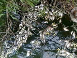 В Коростене закрыли завод, выбросы которого привели к мору рыбы в реке Уж В Коростене закрыли завод, выбросы которого привели к мору рыбы в реке Уж