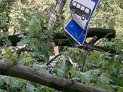 Ураган в Луганске срывал крыши с домов и с конем вырывал деревья