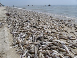 Мор рыбы на Азовском море Мор рыбы на Азовском море
