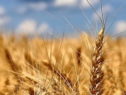 Итоги аграрного рынка Украины за 2013 год – в лидерах Syngenta Итоги аграрного рынка Украины за 2013 год – в лидерах Syngenta