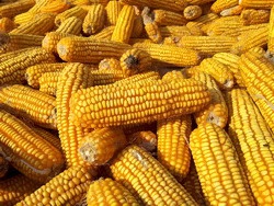 Экономичные авто вредят кукурузе в США