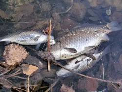 Голубые младенцы, мертвые пруды и пляжи